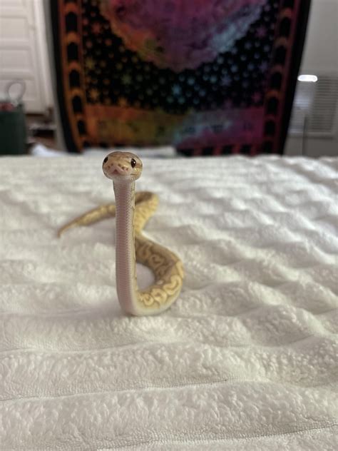 Image result for My First Ball Python