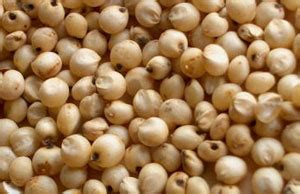 Sorghum buy in Navi Mumbai