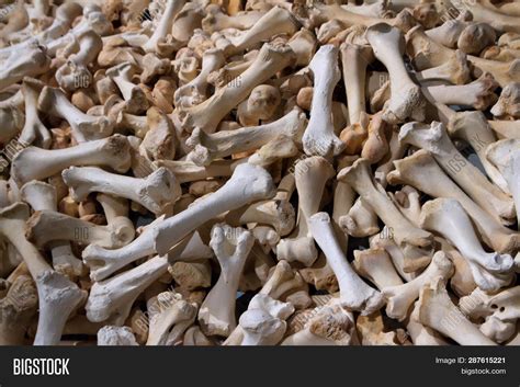 Pile Bones. Social Image & Photo (Free Trial) | Bigstock