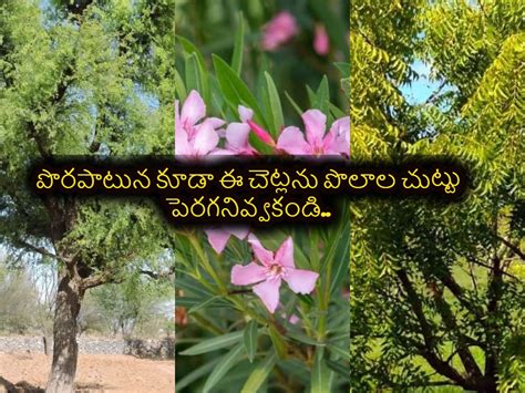 Harmful Trees for Crops: పొరపాటున కూడా ఈ చెట్లను పొలాల చుట్టు ...