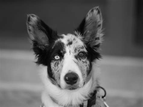Black white pet portrait Images - Free Download on Freepik