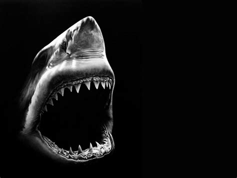 Black and White Shark Wallpapers - Top Free Black and White Shark ...