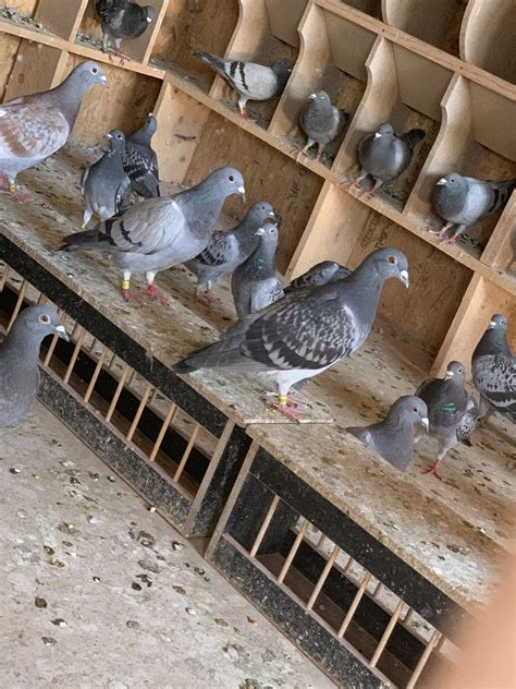 3 ways to train a homing pigeon – Artofit