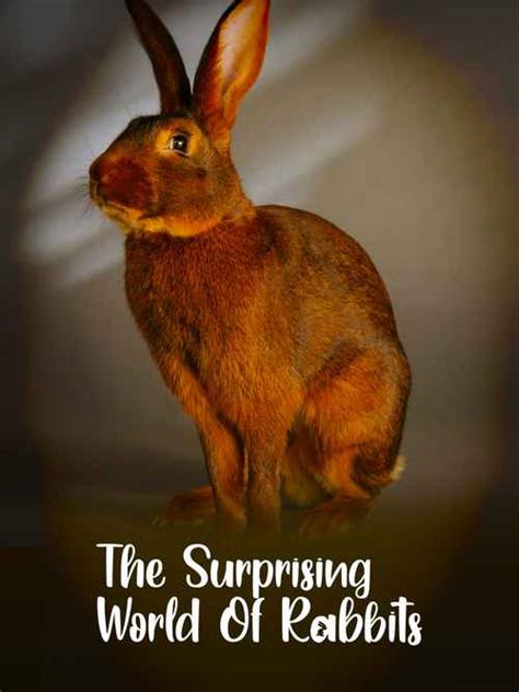 The Surprising World Of Rabbits Movie (2021) | Release Date, Cast ...
