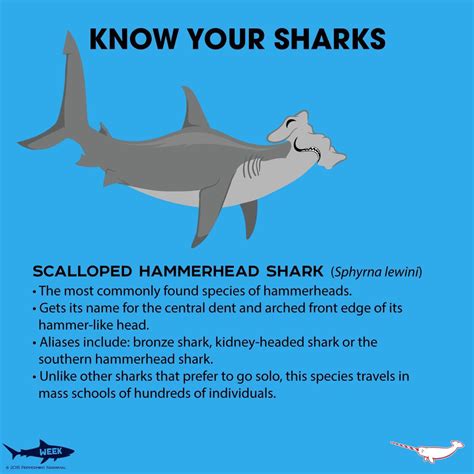Hammerhead shark facts for kids – Artofit