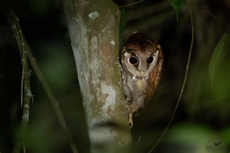 Bay Owls | Barn Owls (Tytonidae) | Owls (Tytonidae,Strigidae) | Gallery ...