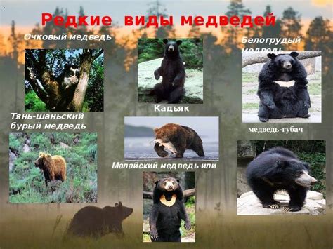 Виды медведей – описание и фото