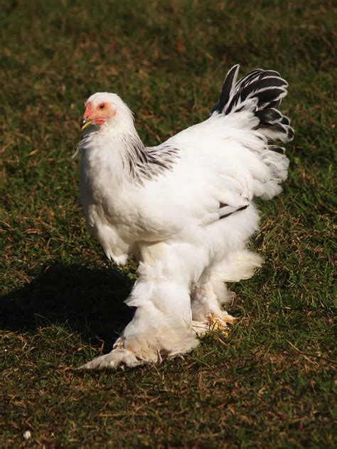 Jersey giant chicken new arrivals