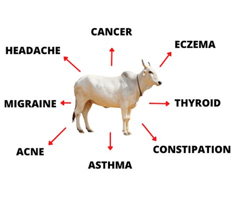 Benefits of Cow Urine – Gotirth