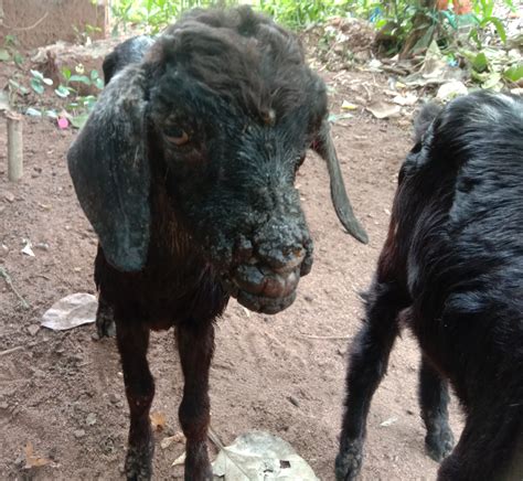 Contagious Ecthyma ( Orf or Contagious Pustular Dermatitis or Sore Mouth) in Sheep and Goats ...