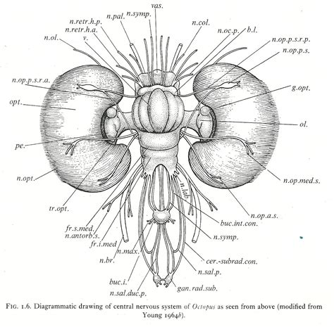 Cephalove: A View of the Octopus Brain. | Brain diagram, Diagram design, Marine biology