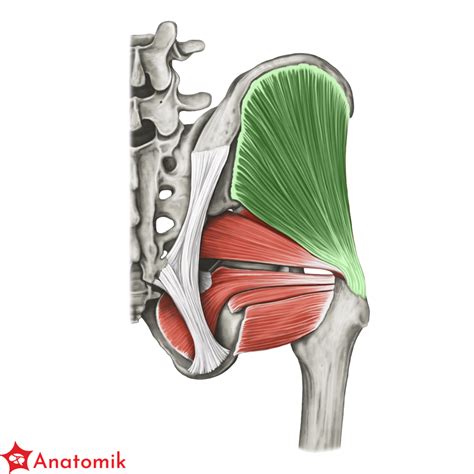 Mięsień pośladkowy średni — Teletype