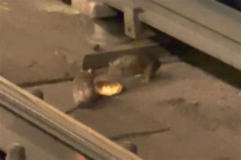 Video shows NYC rat share donut with rodent date in subway