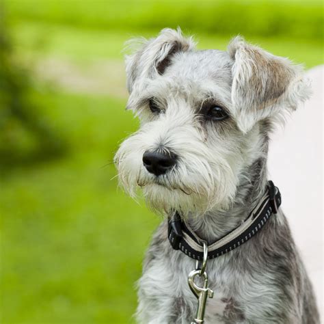 Miniature Schnauzer - Temperament, Lifespan, Shedding, Puppy