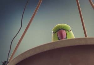 Parrot & Birds poster & TOTA POSTERS Waterproof Vinyl Sticker Poster ...