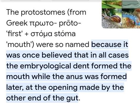 Why protostomes are named so - Brainly.in
