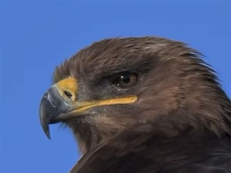 Desert Districts Disease Risk Rises; Falcons Arrive Due to Iran War
