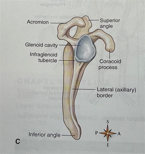 Scapula Anatomy Lateral