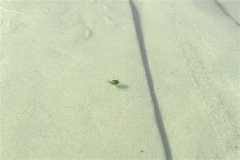 Chick-Fil-A salad FULL of bugs!! | BabyCenter