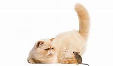 gatti persiani prezzi il miglior cibo per i gatti persiani classifica e gatti persiani prezzi il miglior cibo per i gatti persiani classifica e