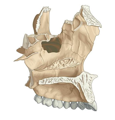 Palatal Process Of Maxilla