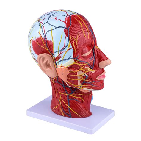 Buy Ultrassist Human Anatomical Half-Head Model Includes Electronic ...