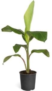 Decorate The World Banana Plant Price in India - Buy Decorate The World ...