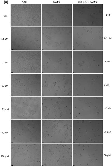 JFB | December 2023 - Browse Articles