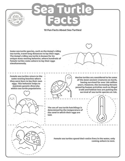 Sea Turtle Fun Facts 的图像结果