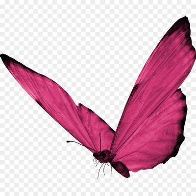 Butterfly PNG HD Quality - Pngsource