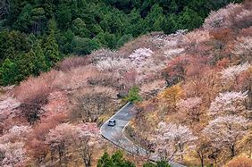 Image result for Kyoto Japan Countryside