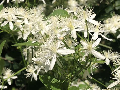 Wisconsin Wildflower | Sweet Autumn Clematis | Clematis terniflora