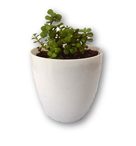 UNIQUE BONSAI PLANT Button Jade in White Plastic Desk Planter : Amazon ...