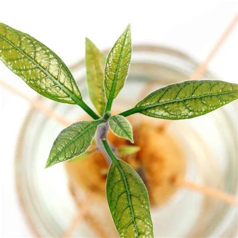 How to grow an avocado tree from seed