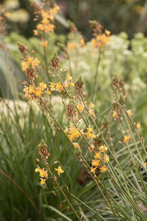Orange Stalked Bulbine, Bulbine frutescens 'Orange', Monrovia Plant