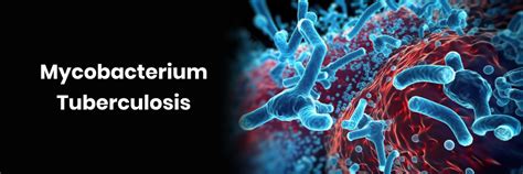 What Is Mycobacterium Tuberculosis?