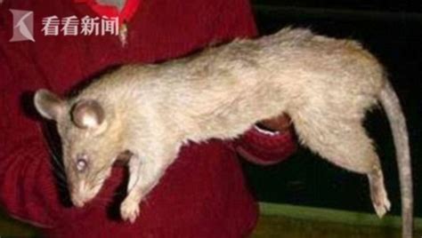 杭州姑娘家跑来一只老鼠 没想到之后的一个月惊喜一个接一个…… - 杭州网 - 杭州新闻中心
