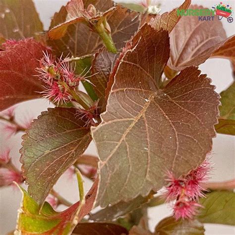 Buy Acalypha Wilkesiana Plant, Copperleaf Plant online from Nursery Kart