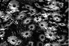 fiori in bianco e nero paolo d arpini pomezia roma dall 1 al 4 dicembre fiori in bianco e nero paolo d arpini pomezia roma dall 1 al 4 dicembre