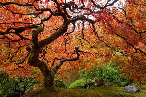 Best types of japanese red maple trees - mgmtdolf