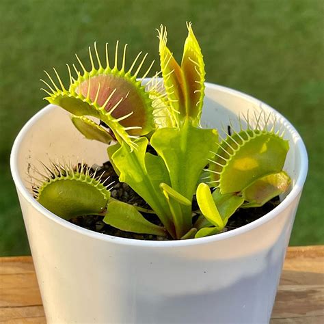 Why Does Venus Fly Trap Color Change? [Venus Fly Trap Facts]