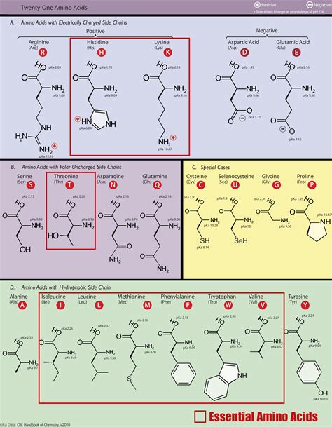 The Next Generation of Hydrating Amino Acids - ThaiMedFood