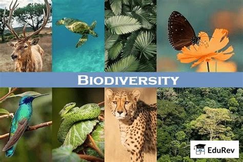 Diversity In The Living World Important Notes - Class 6 Science - Quick ...