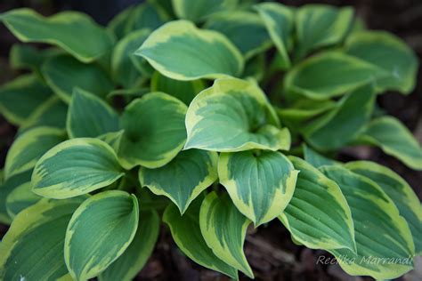 hosta `Golden Tiara` | Eliseaed | E-Pood