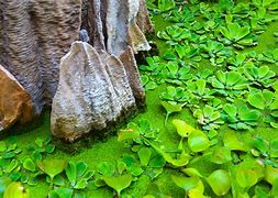 Image result for Bunnies Hugging a Plants Re