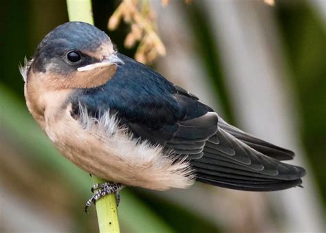 Barn Swallow