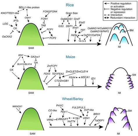 Inflorescence Meristem in Cereal Crops | Encyclopedia MDPI