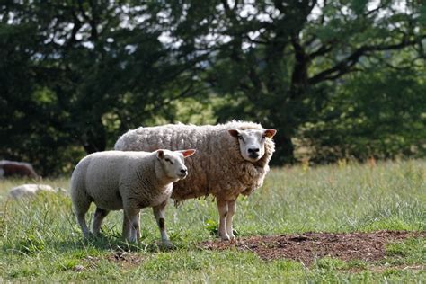 Organic Meat Farms 的图像结果