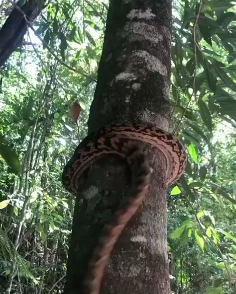 Python Climbing Tree 的图像结果