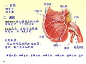 被突出的小肠 库存例证. 插画 包括有 健康, 例证, 生理, 科学, 消化, 橙色, 爱好健美者, 肚腑 - 30723142